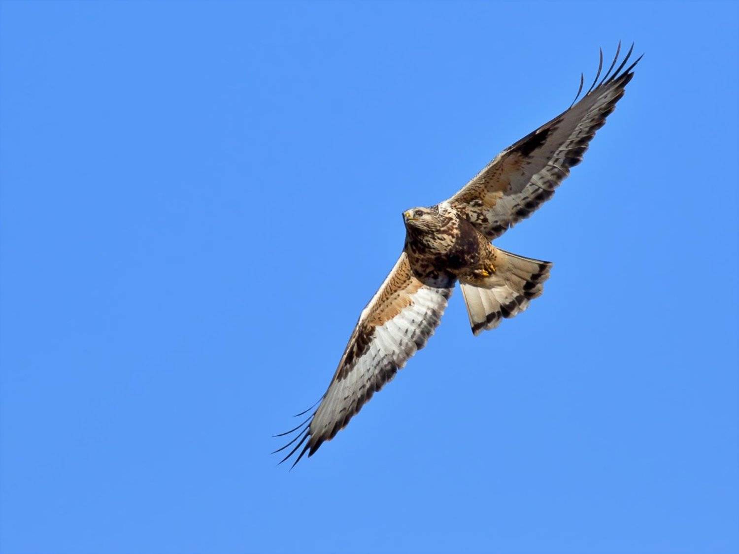 , Георги Славов