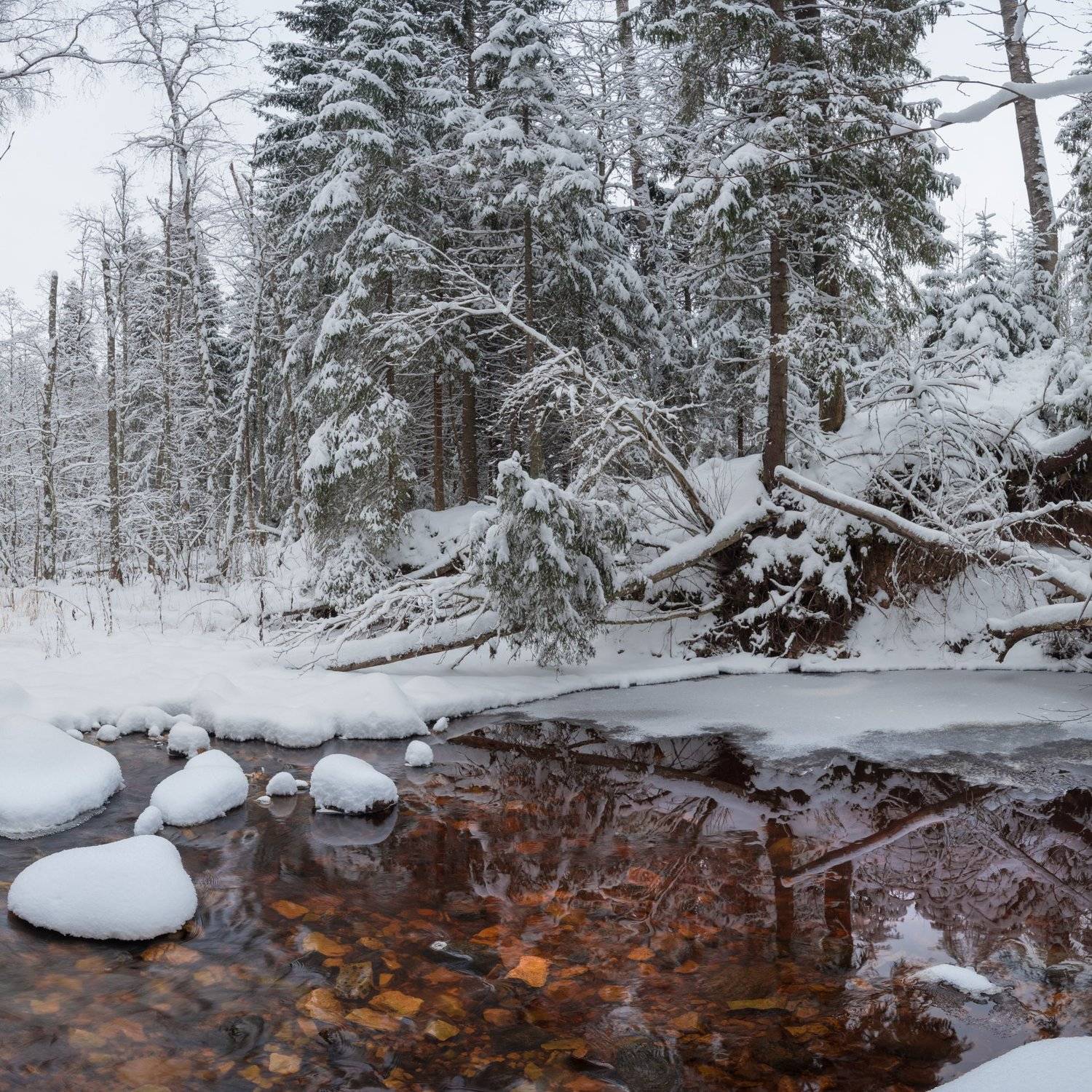новгородская область,, Роман Фабричный