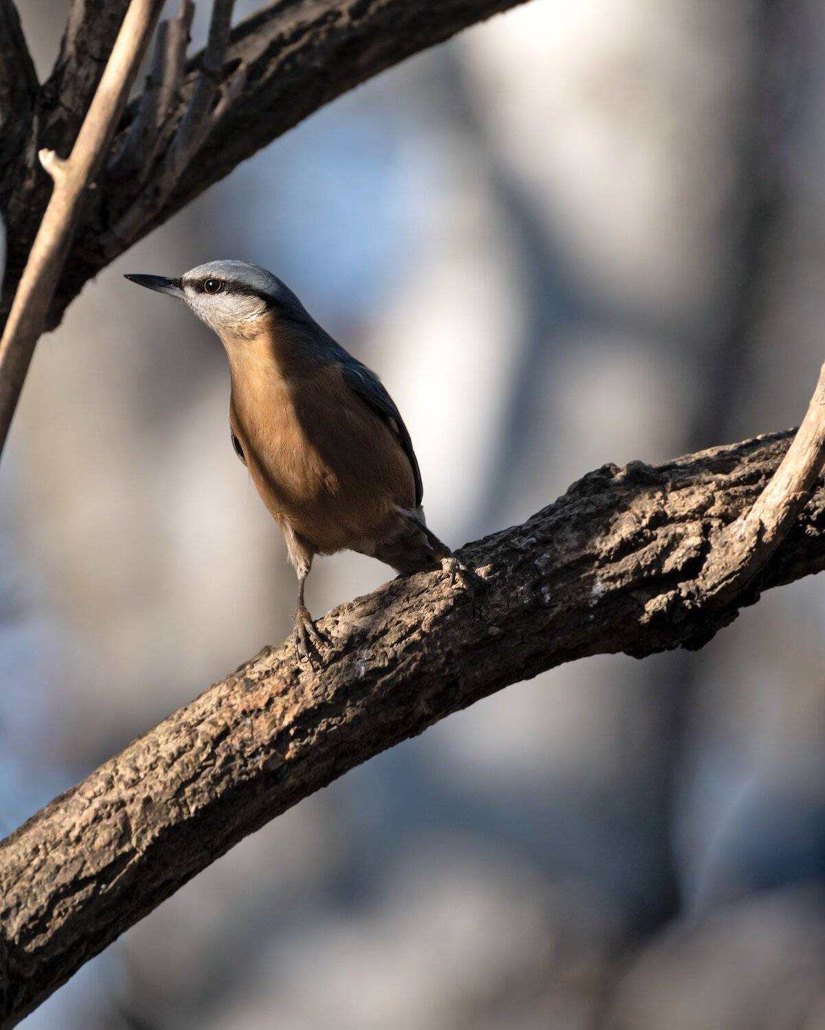 поползень, Алексей Рыльский