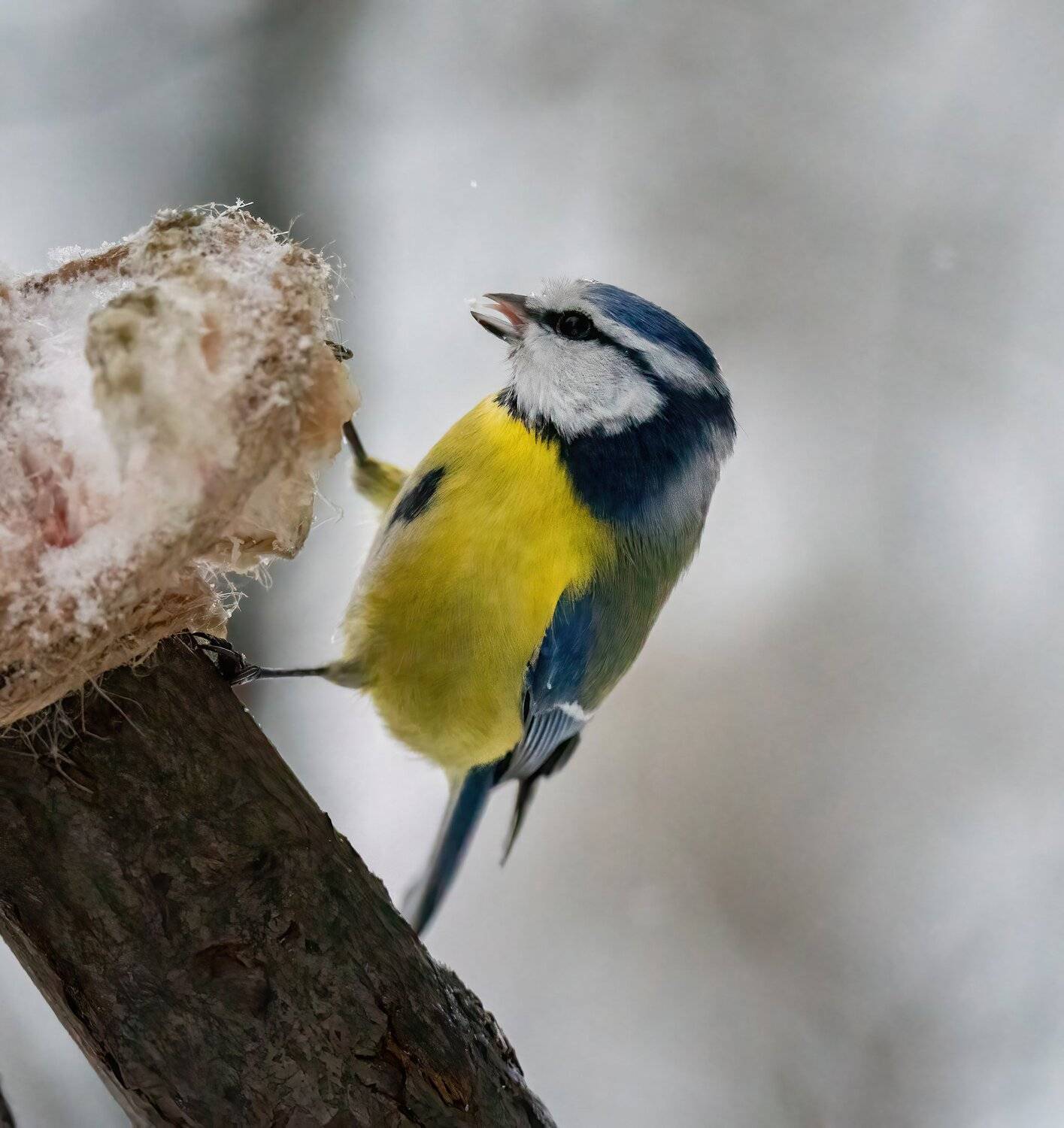 , Константин Дэм