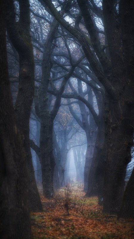 Туман фото превью