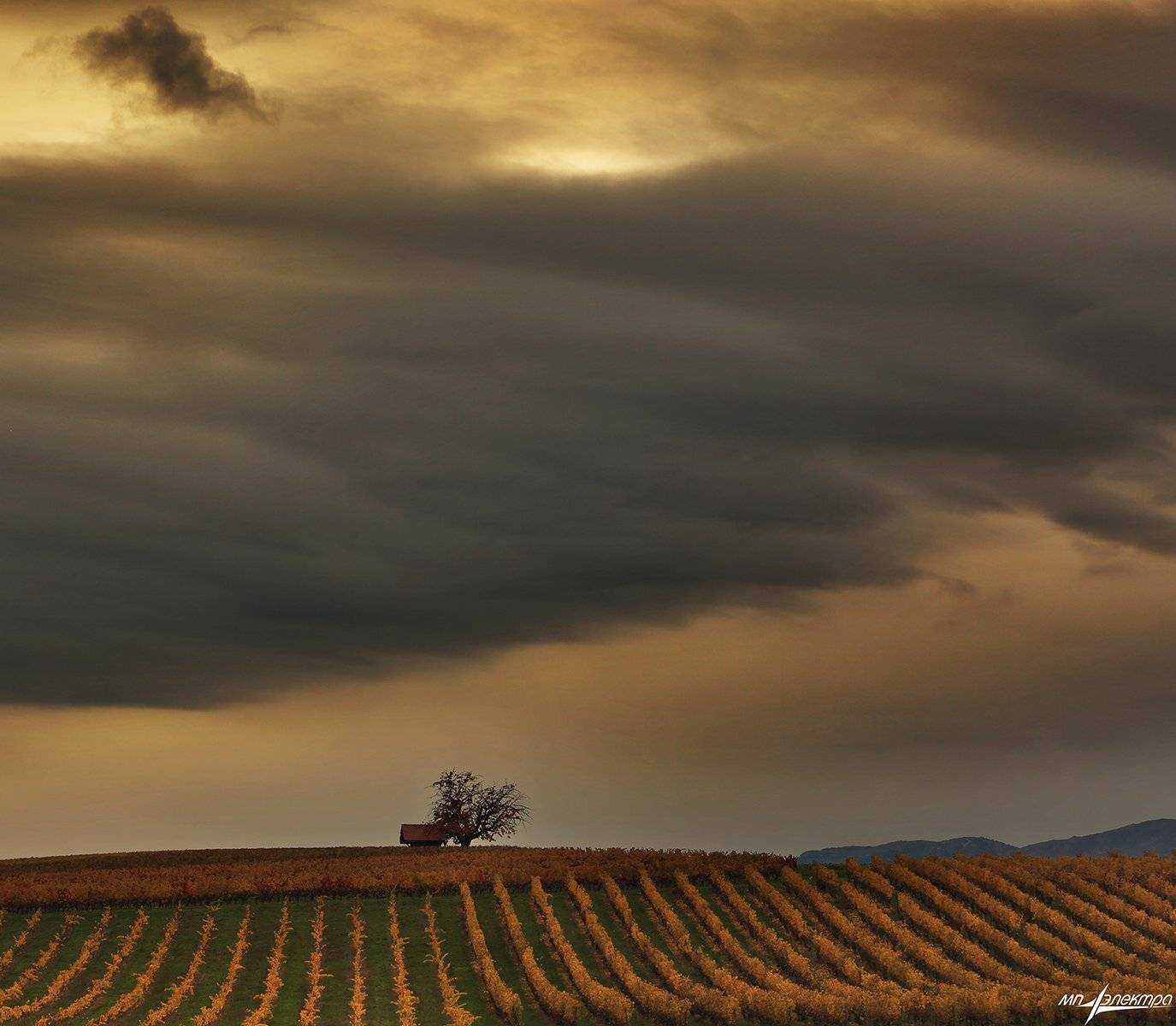 swiss, Матвеев Николай