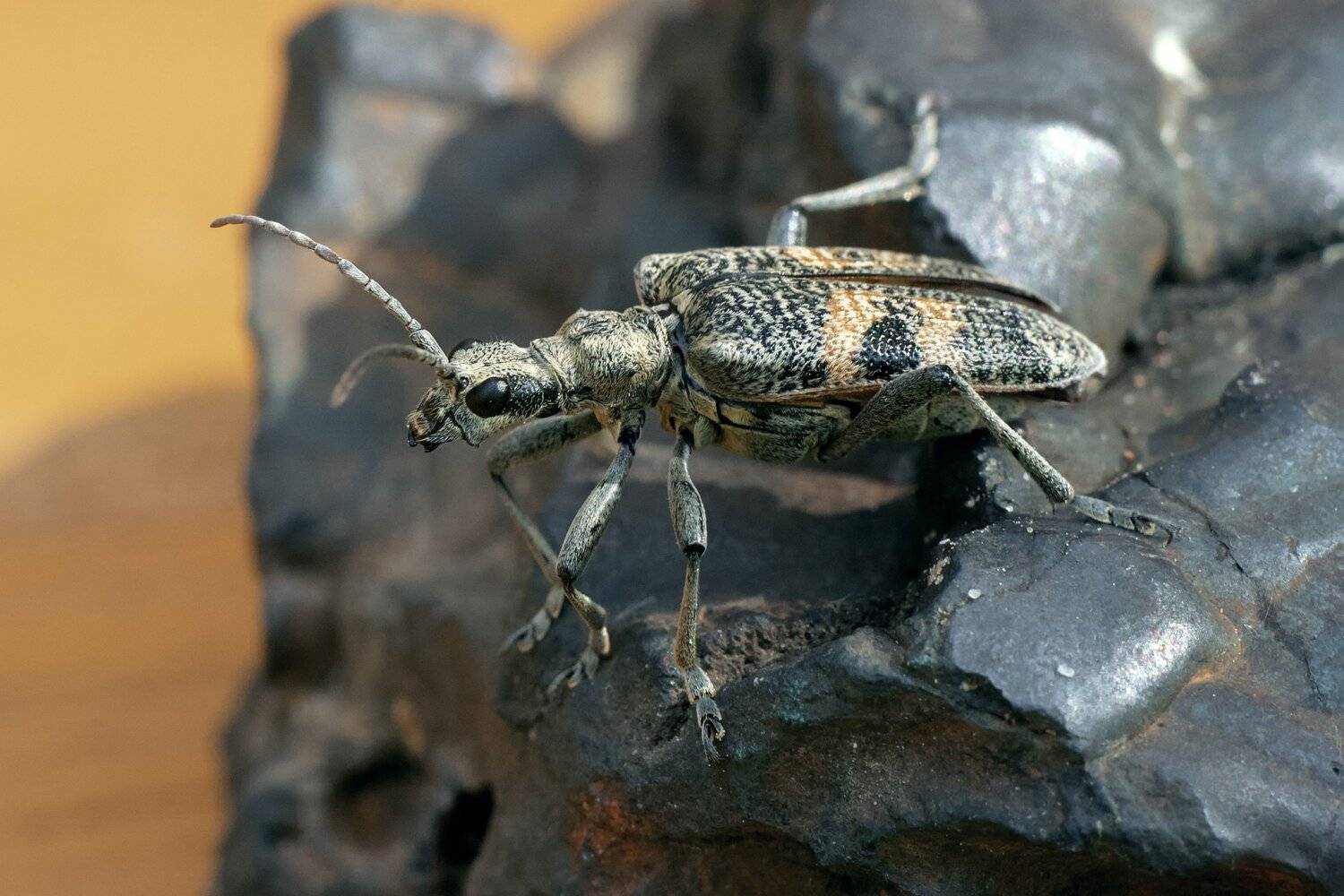 , Рут Андрей