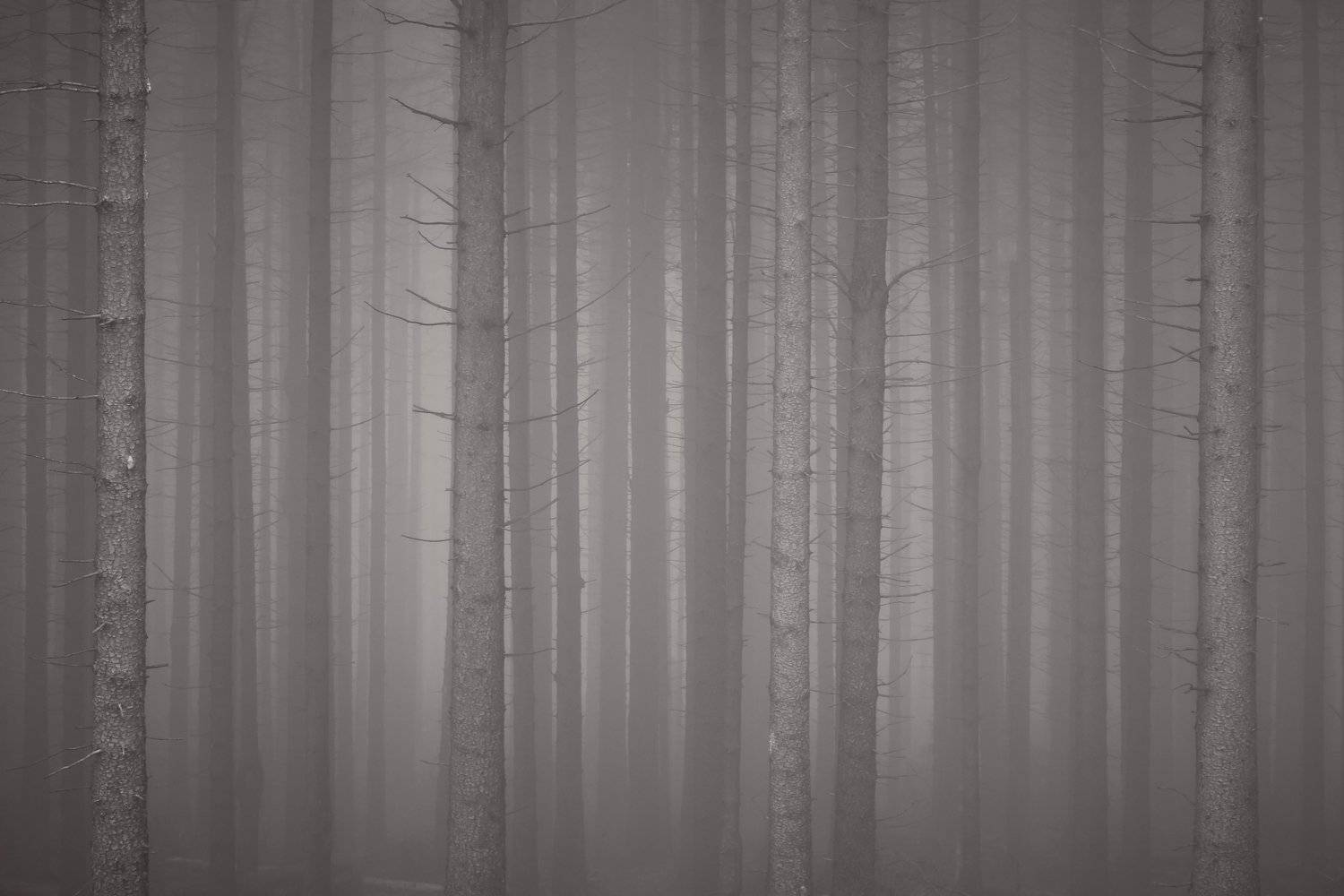 forest, fog, rain, autumn, forest landscape, trees, mystical, mysterious, Tomasz Myśliński
