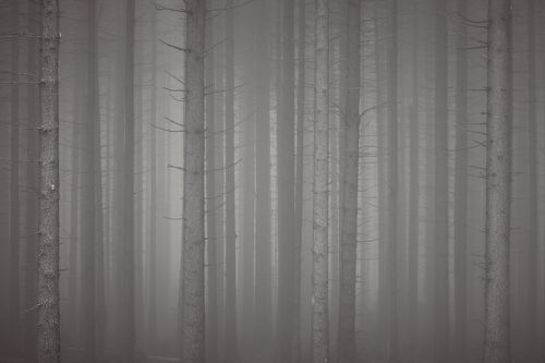 Forest ghosts