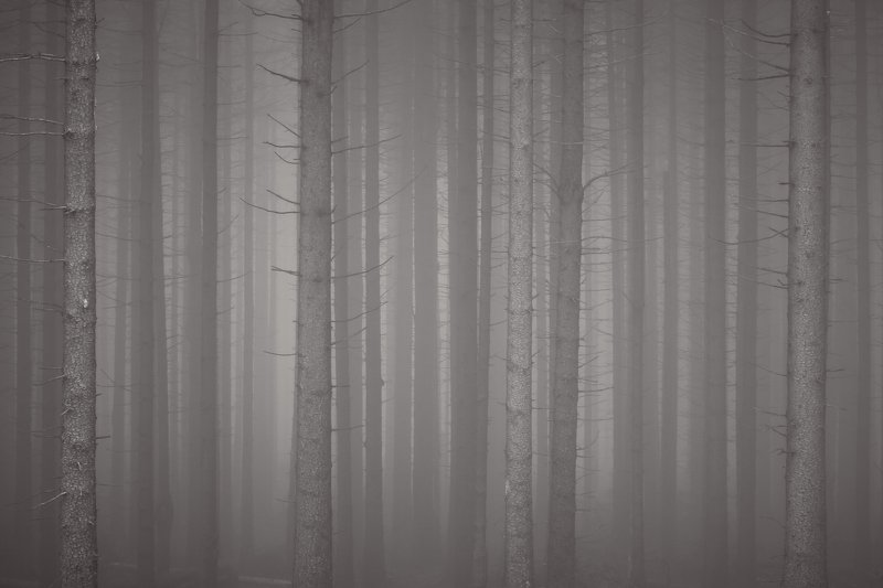forest, fog, rain, autumn, forest landscape, trees, mystical, mysterious Forest ghosts фото превью