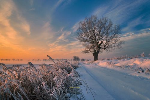Loner in the fields.