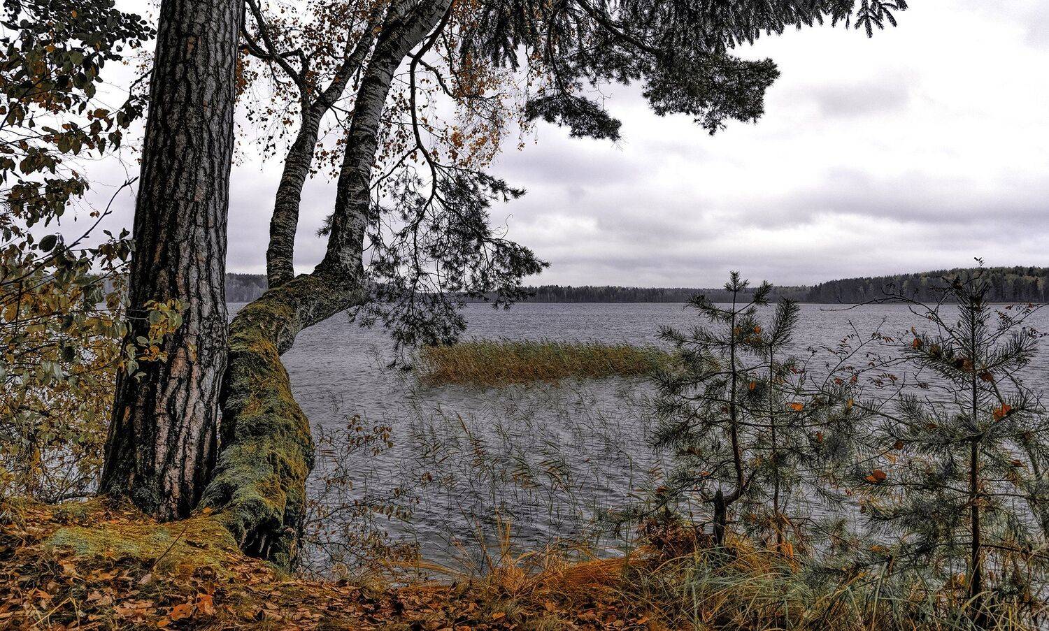 , Sixten ( Сергей )