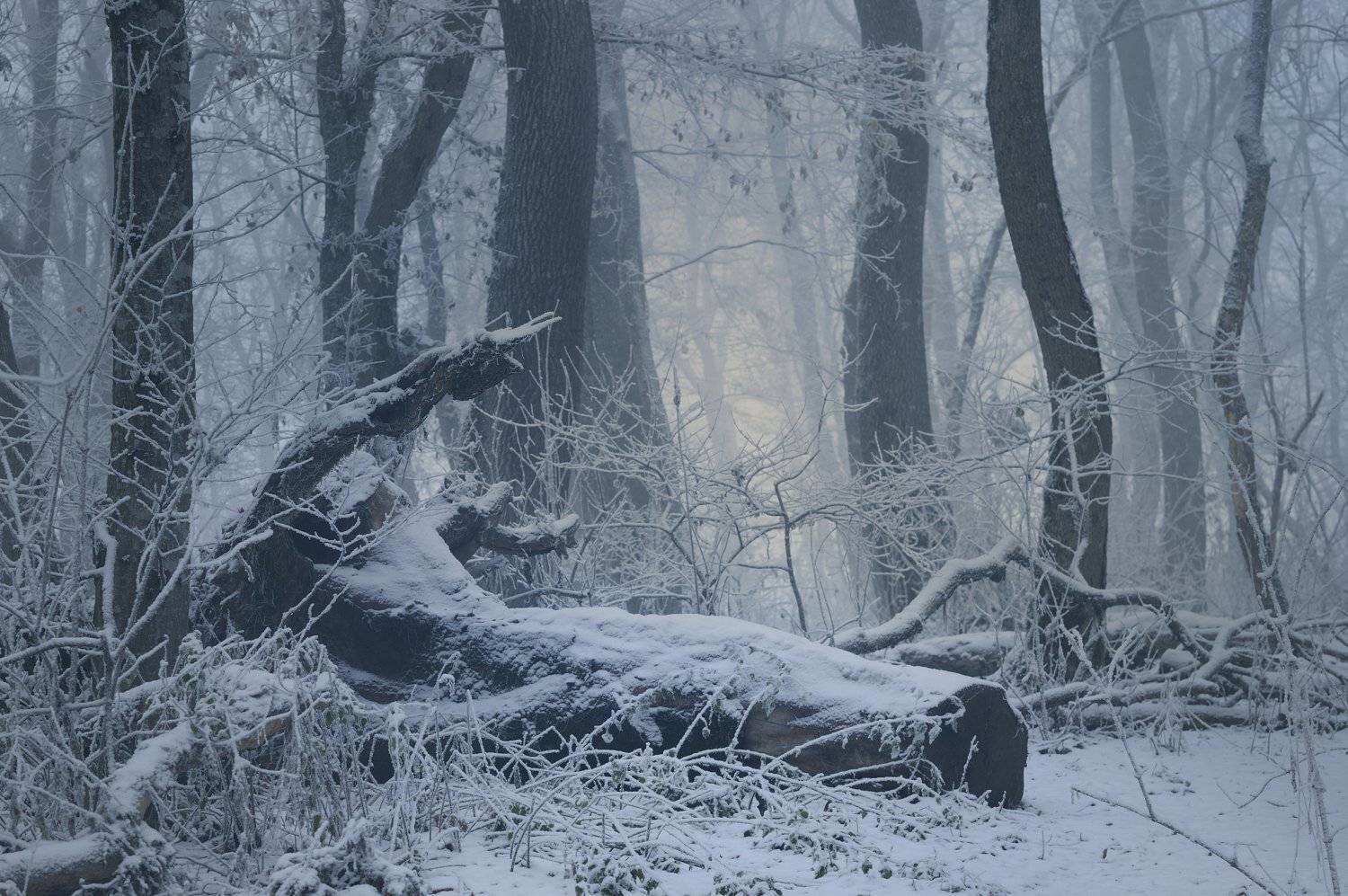 зима туман лес утро, Александр Жарников