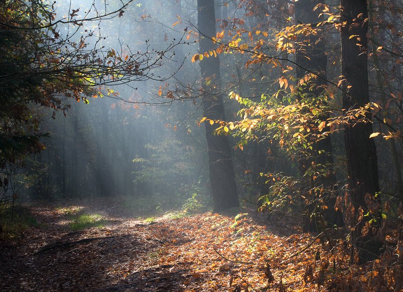 forest paths... фото превью