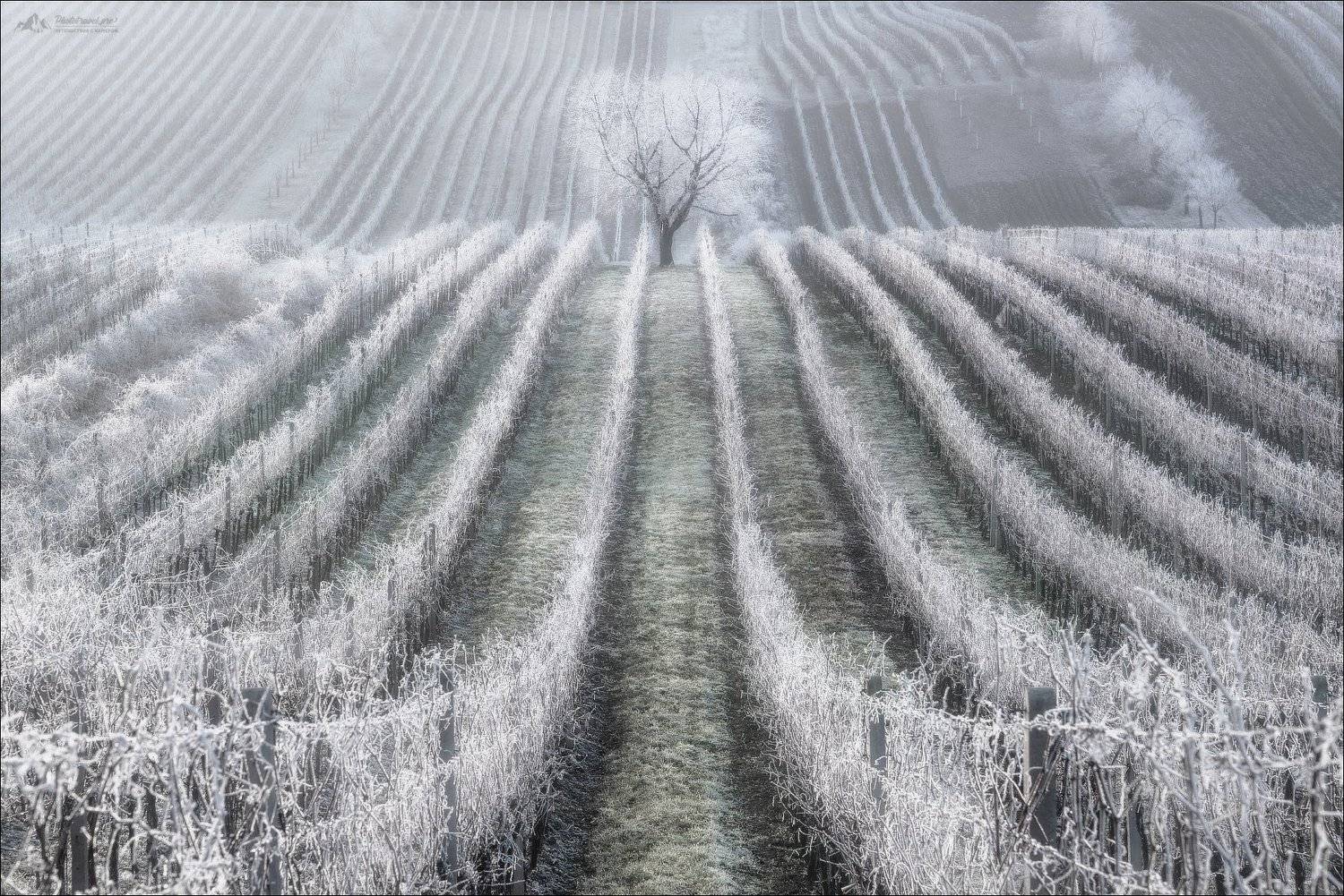 czech, morava, moravia, winter, cherry, christmas, чехия,южная моравия, зима, фототур в южную моравию, Влад Соколовский