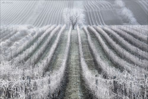 Зимняя вишня