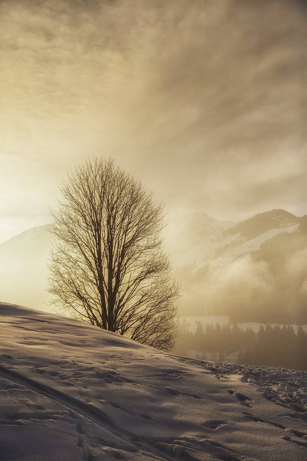 , Desislava Kuleshova