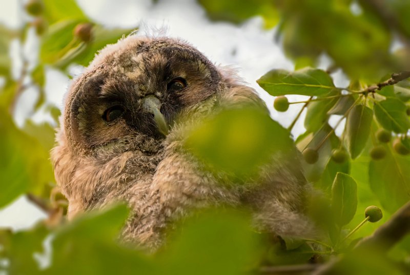 птица, сова, совёнок, взгляд сверху.. фото превью