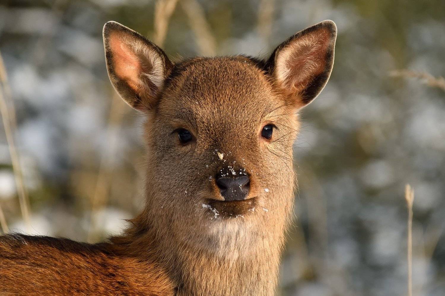 лес,животные,оленёнок,рыжик, Виталий Полуэктов