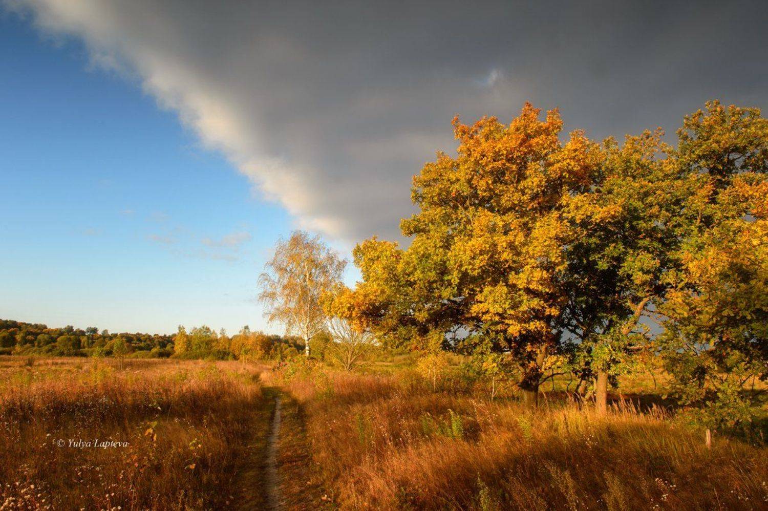россия,утро,рассвет,брянская область,золотая осень, Юлия Лаптева