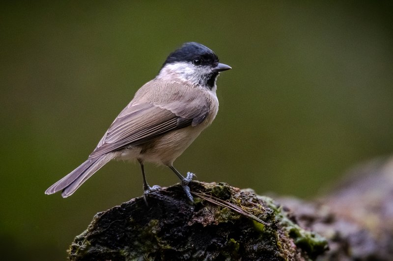 marsh tit; poecile palustris; mésange nonnette; bird; sparrow; drink station; drinkstation Marsh Tit фото превью