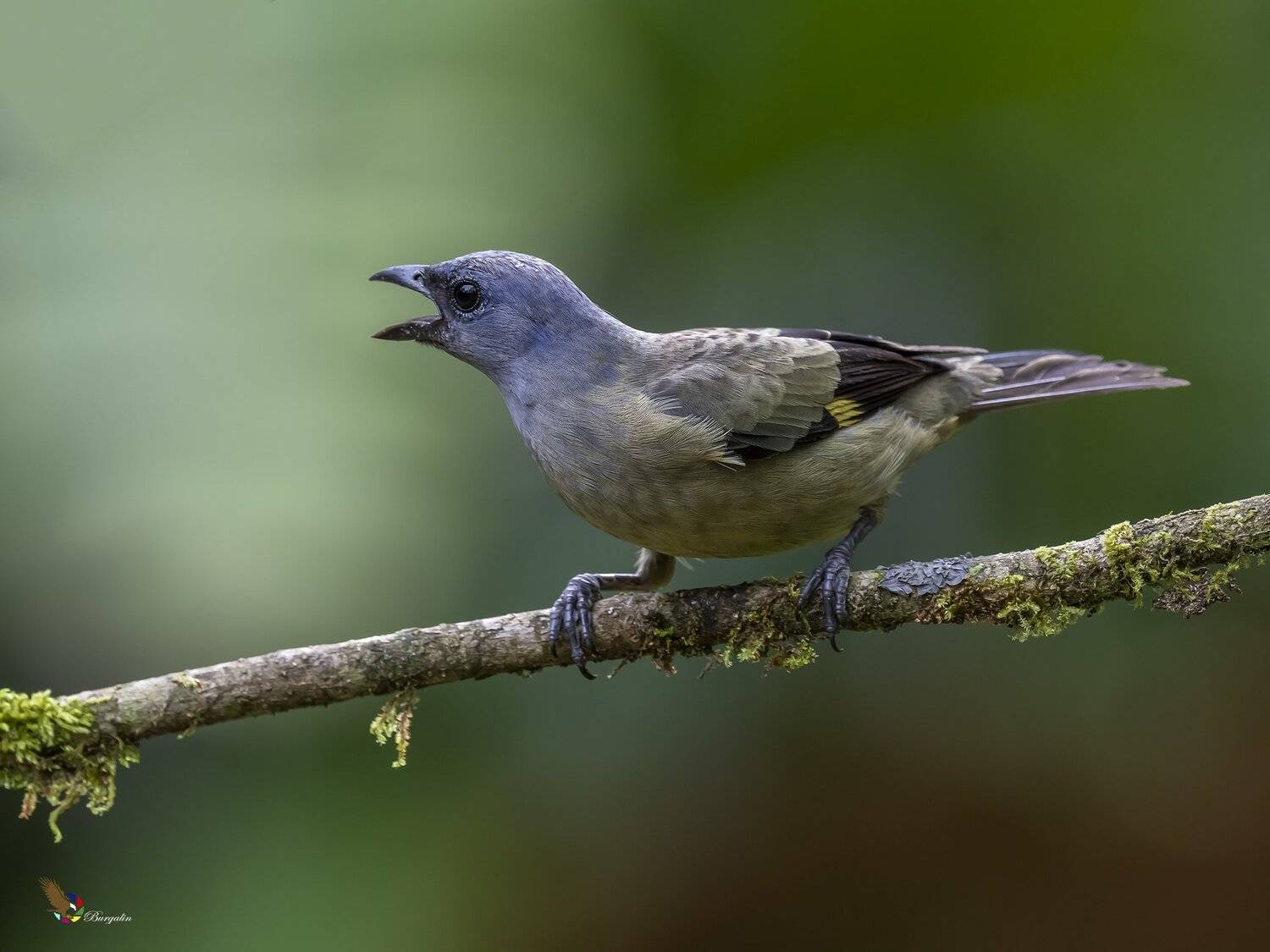 , Fernando Burgalin Sequeira