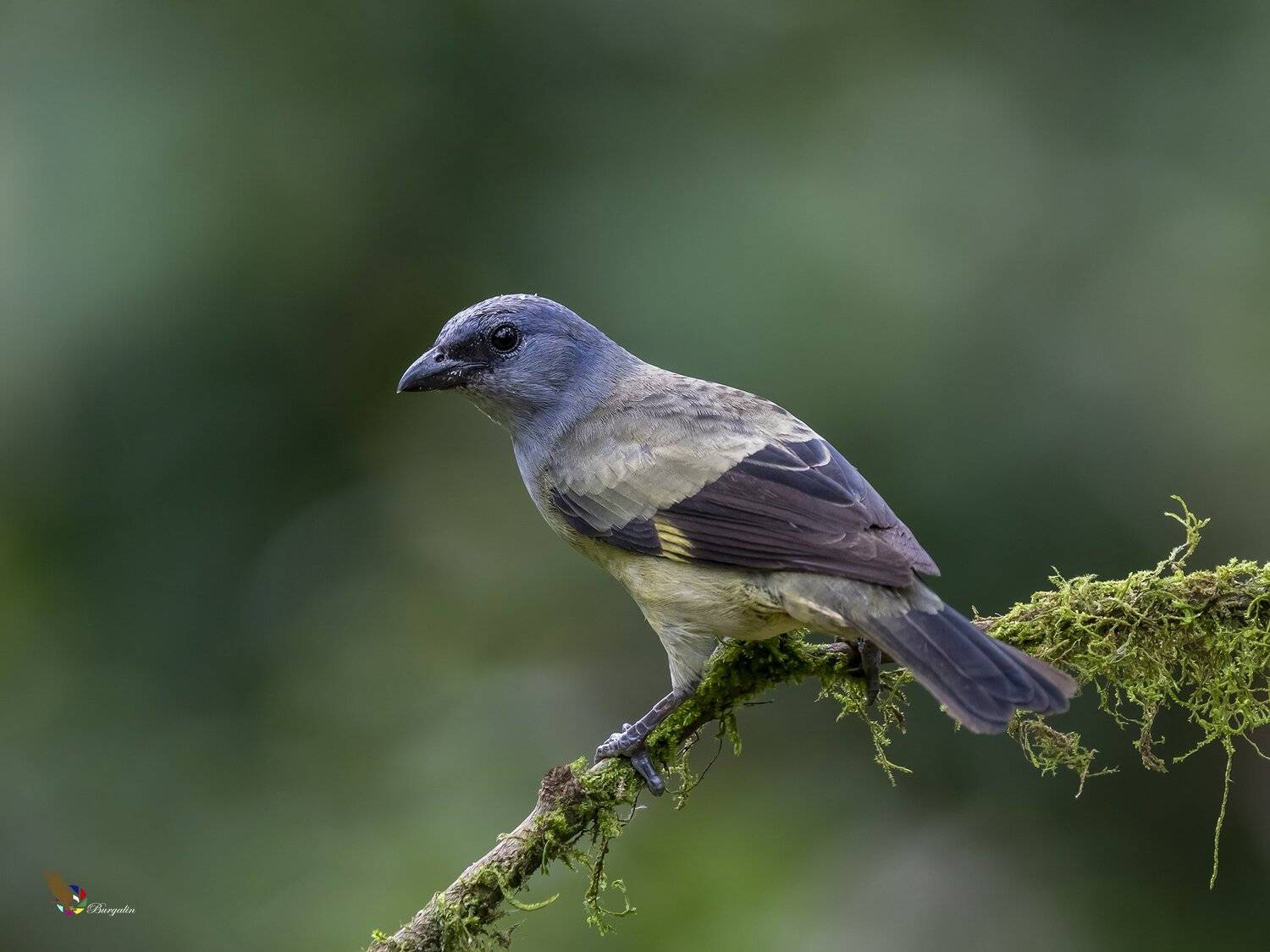 , Fernando Burgalin Sequeira