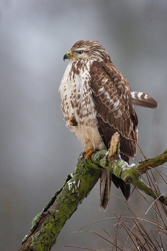 Indian buzzard фото превью