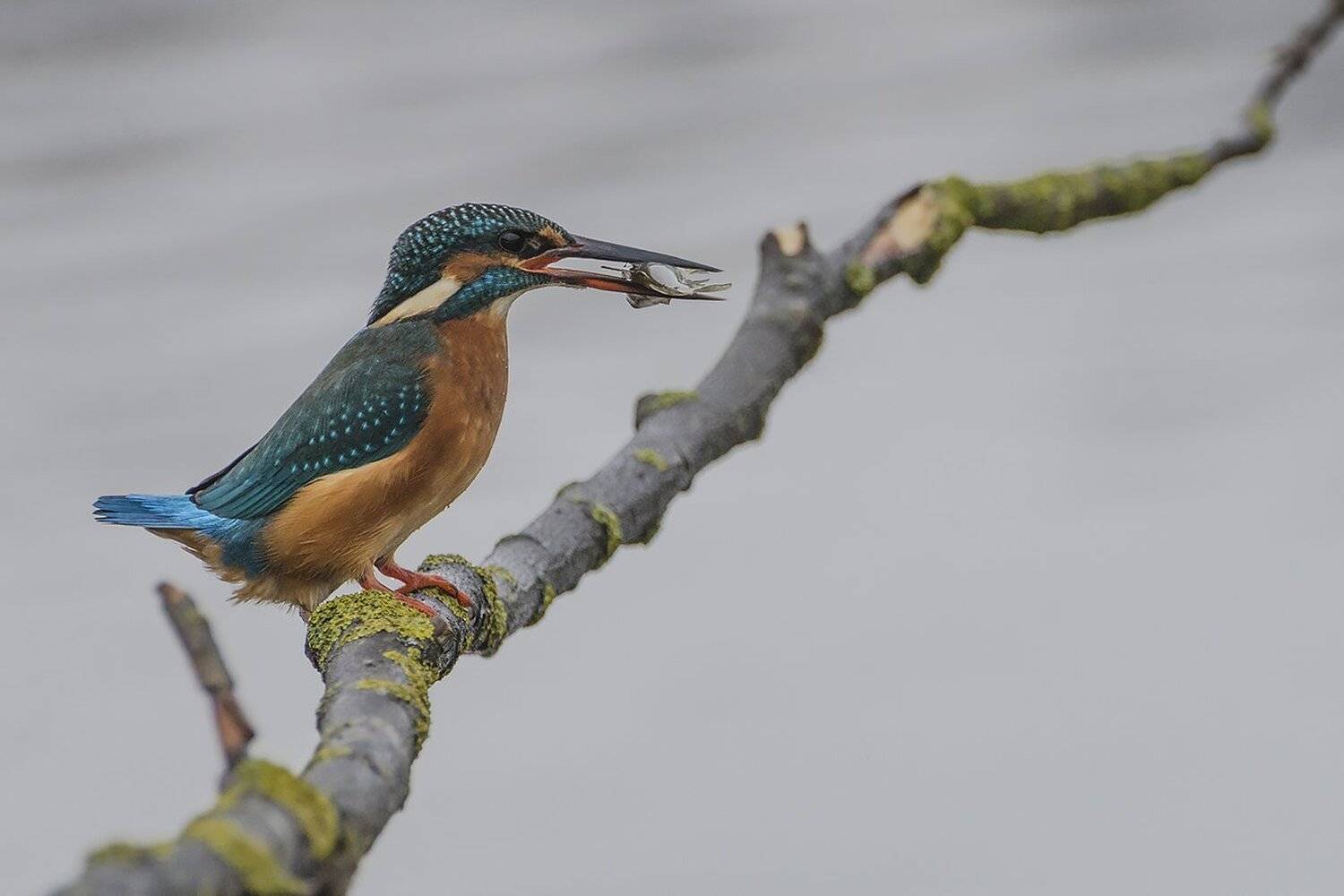 птица, зимородок, Михаил Агеев