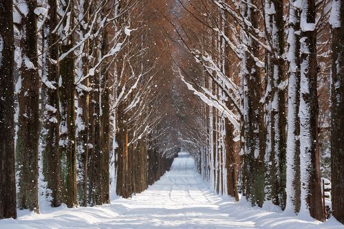 Winter in Naju metasequoire road