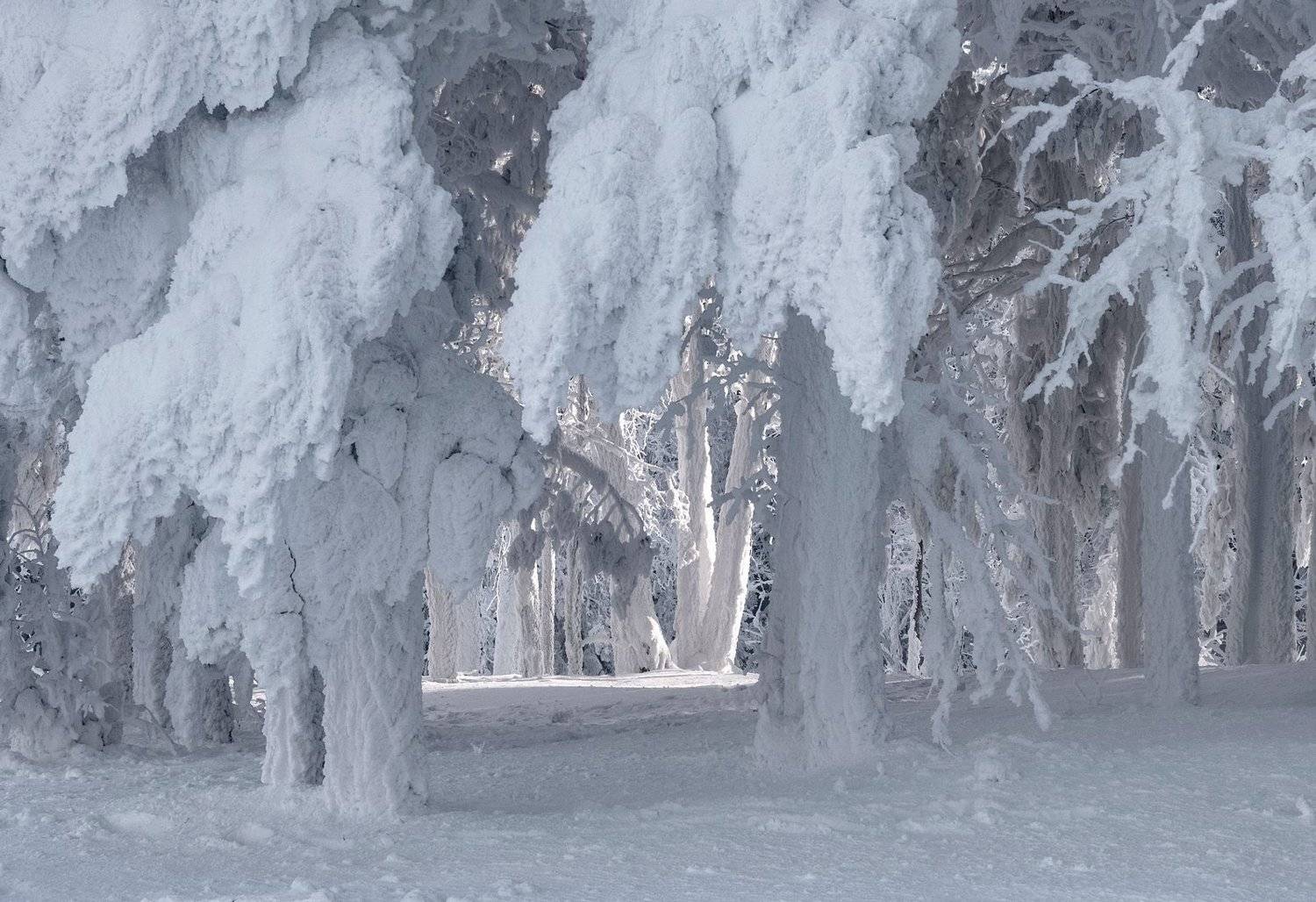 енисей, зима, изморозь., Марина Фомина