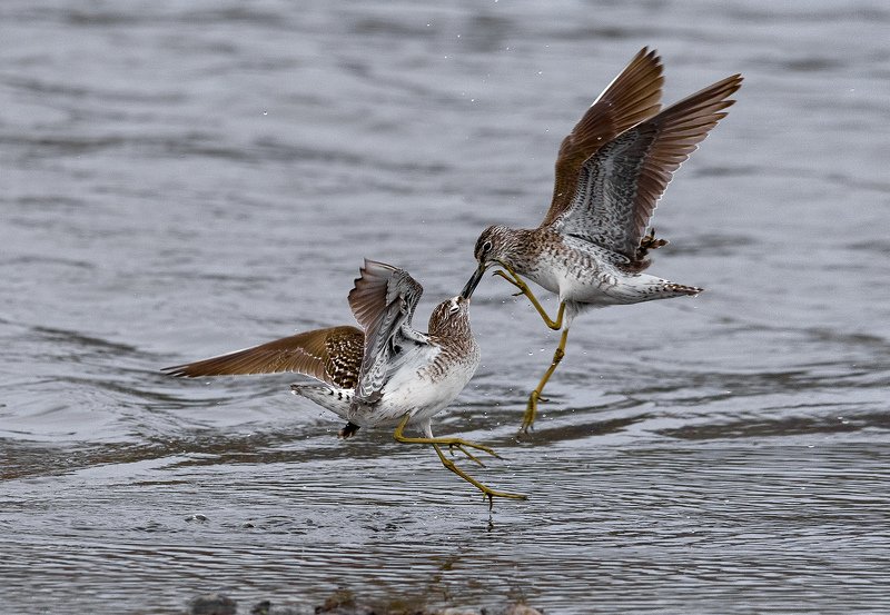 Схватка фото превью