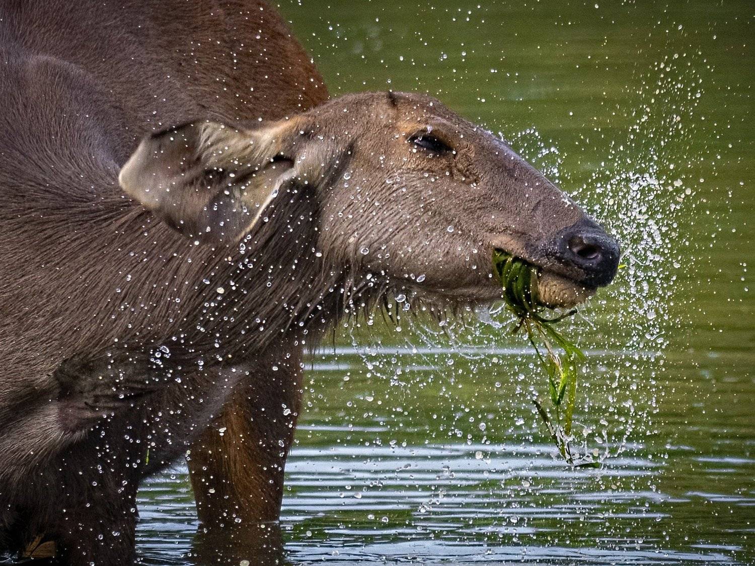 sambar deer kaziranga, Arpan Saha