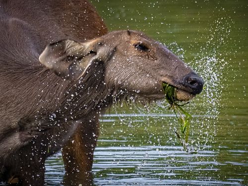 A Refresing Meal