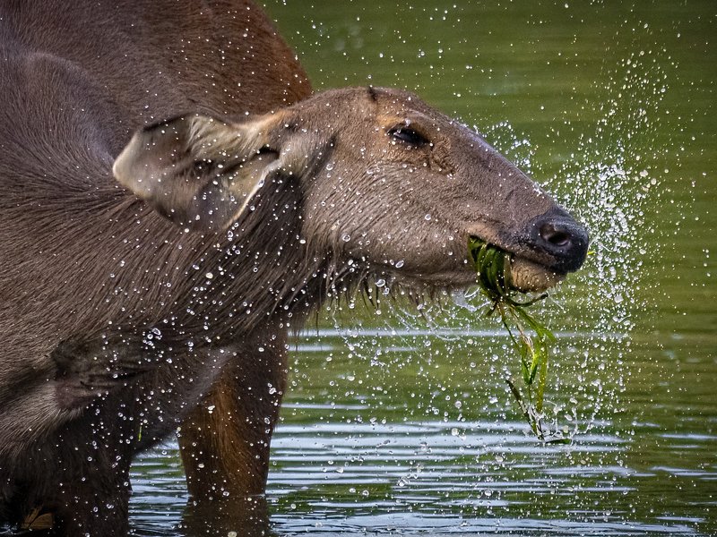 sambar deer kaziranga A Refresing Meal фото превью