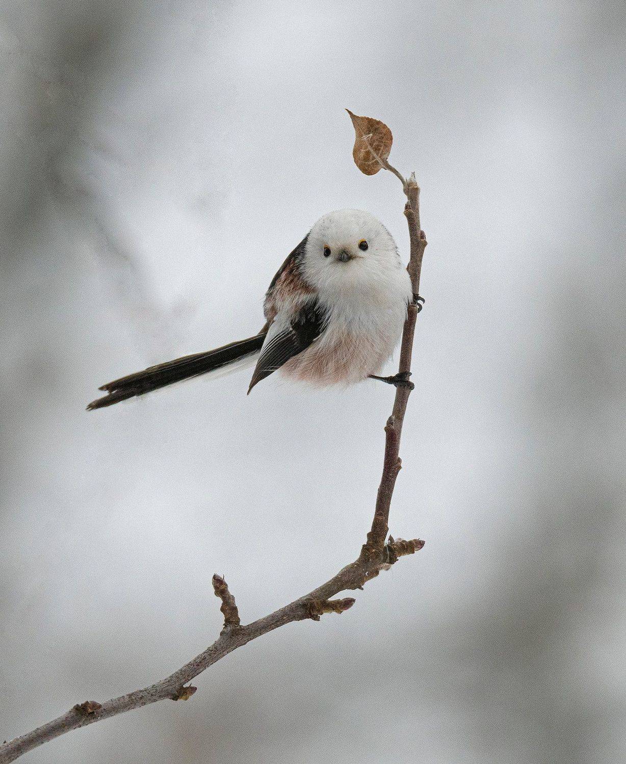 длиннохвостая синица ополовник, Руслан Сигушин
