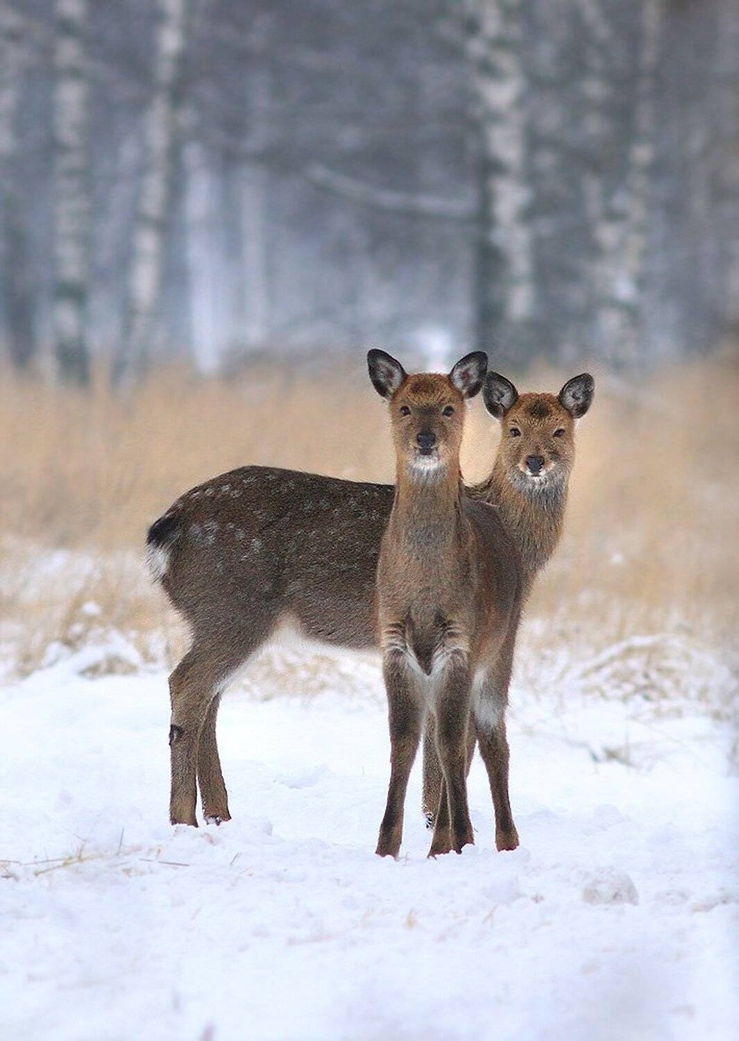 , Михаил Крюков