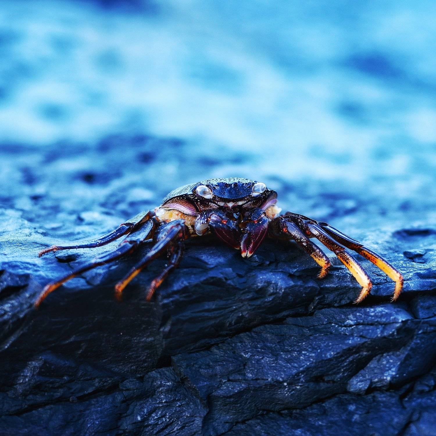 краб, испания, тенерифе, камень, атлантический океан, Владимир Яськив