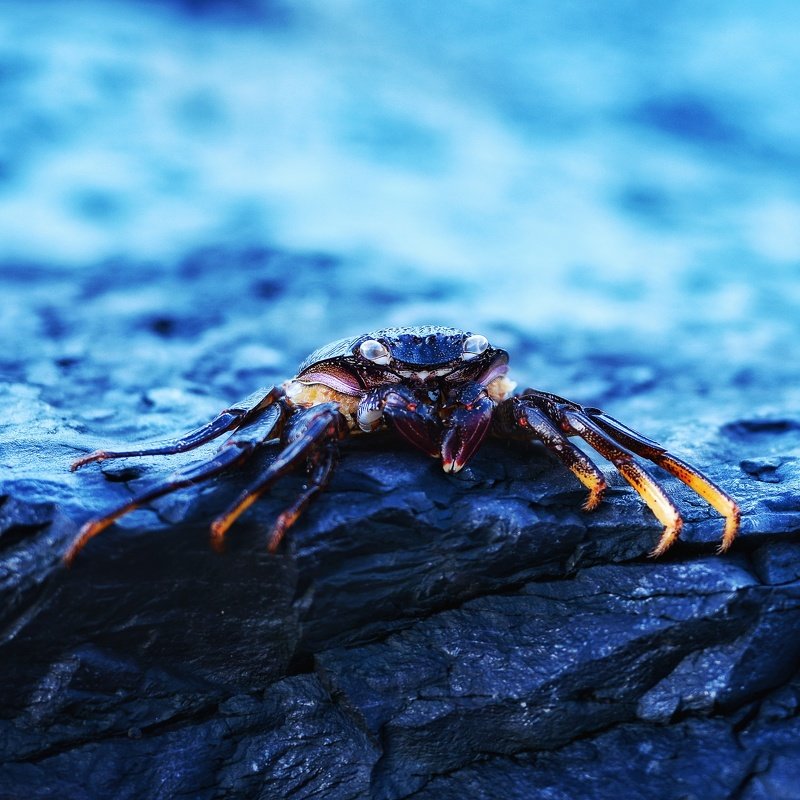 краб, испания, тенерифе, камень, атлантический океан Глазастик фото превью