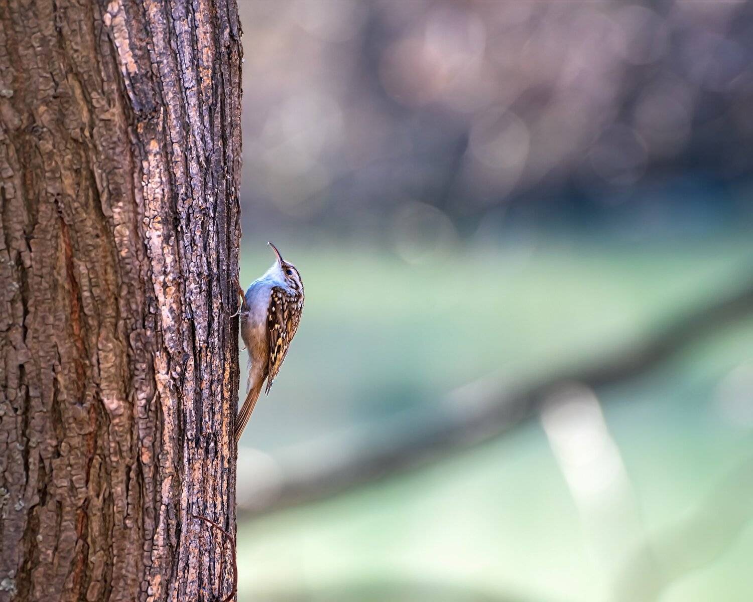 пищуха, Алексей Рыльский