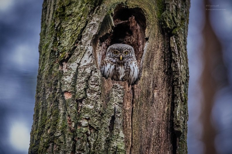 птицы, фотоохота, сова, сычик В темно-синем лесу фото превью