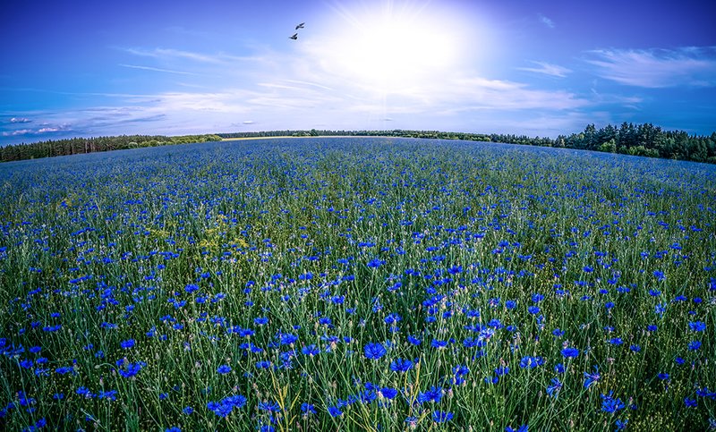 Blue Planet. фото превью