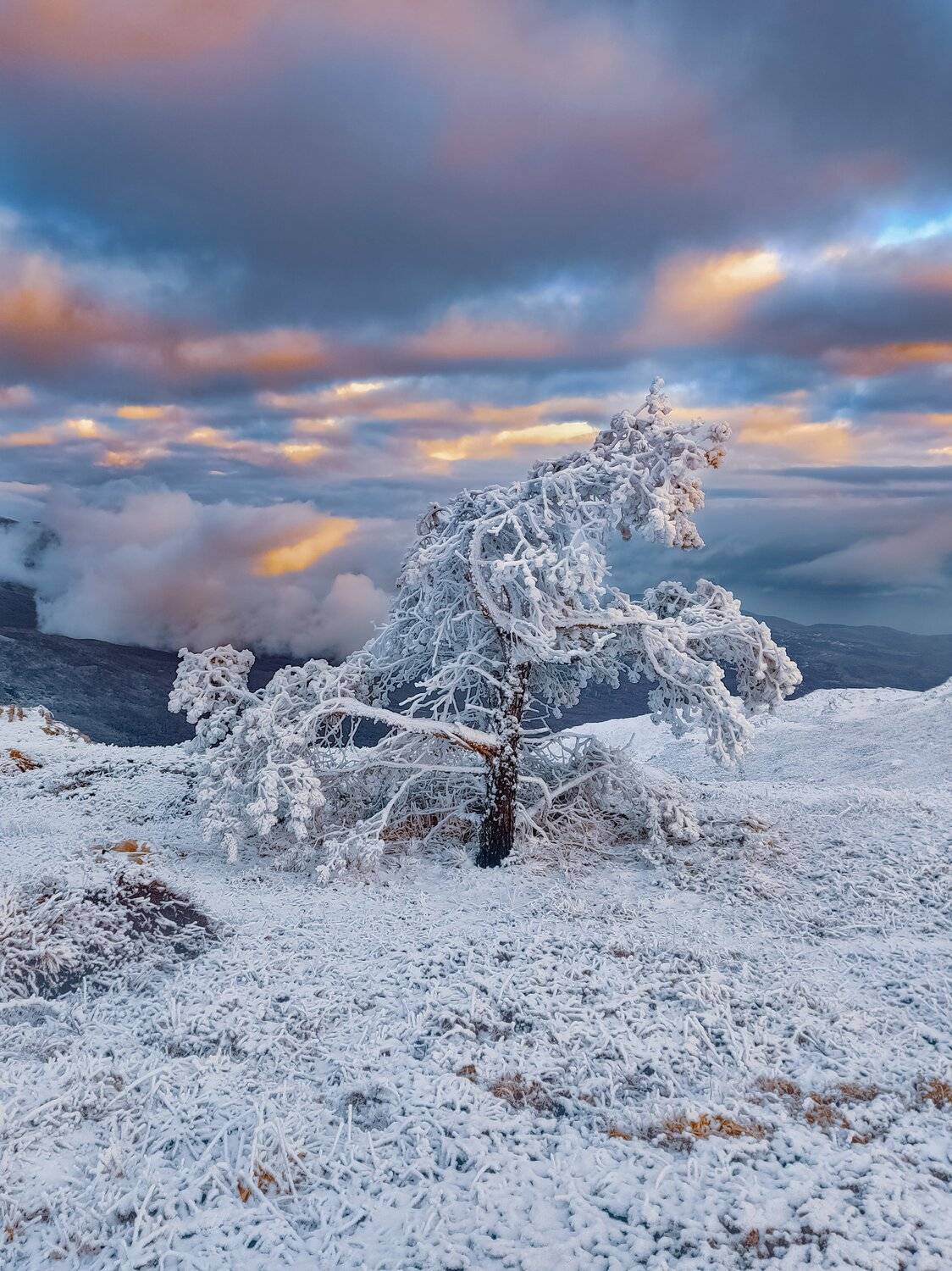 , Андрей Кривцов