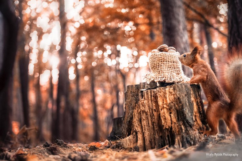 squirrel and nuts, squirrel, nuts, No People, Photography, Outdoors, Nature, Animal Wildlife, Animals In The Wild, Day, Animal Themes, autumn, forest, wildlife, squirrel and nuts фото превью