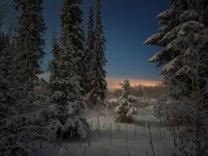 Ночной лес севера фото превью