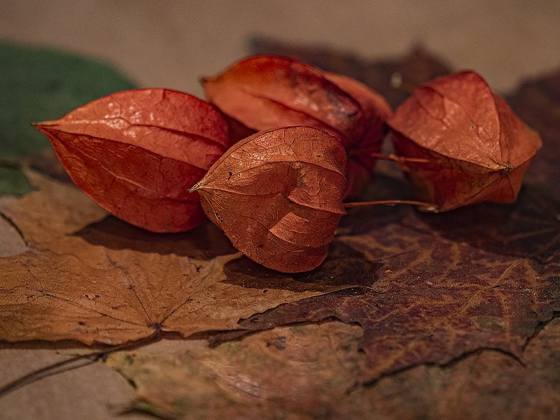 осенний фото превью