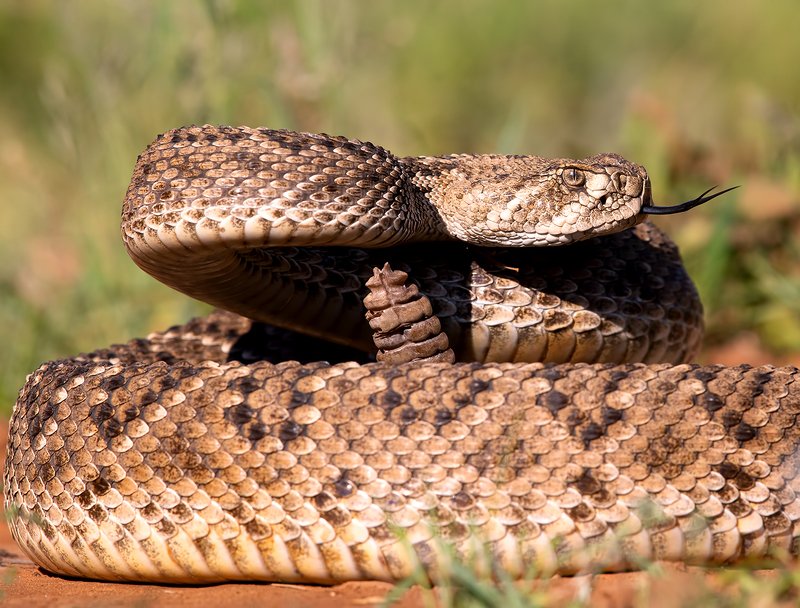 техасский гремучник, western diamondback rattlesnake, rattlesnake, змея, sneak, texas Техасский гремучник -Western diamondback rattlesnake фото превью