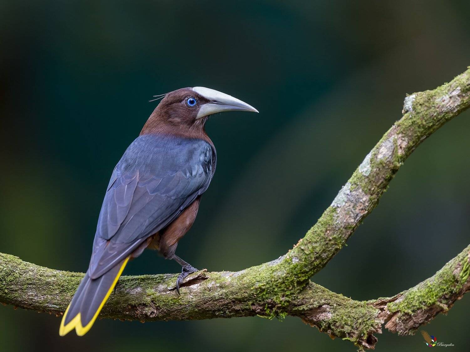 , Fernando Burgalin Sequeira