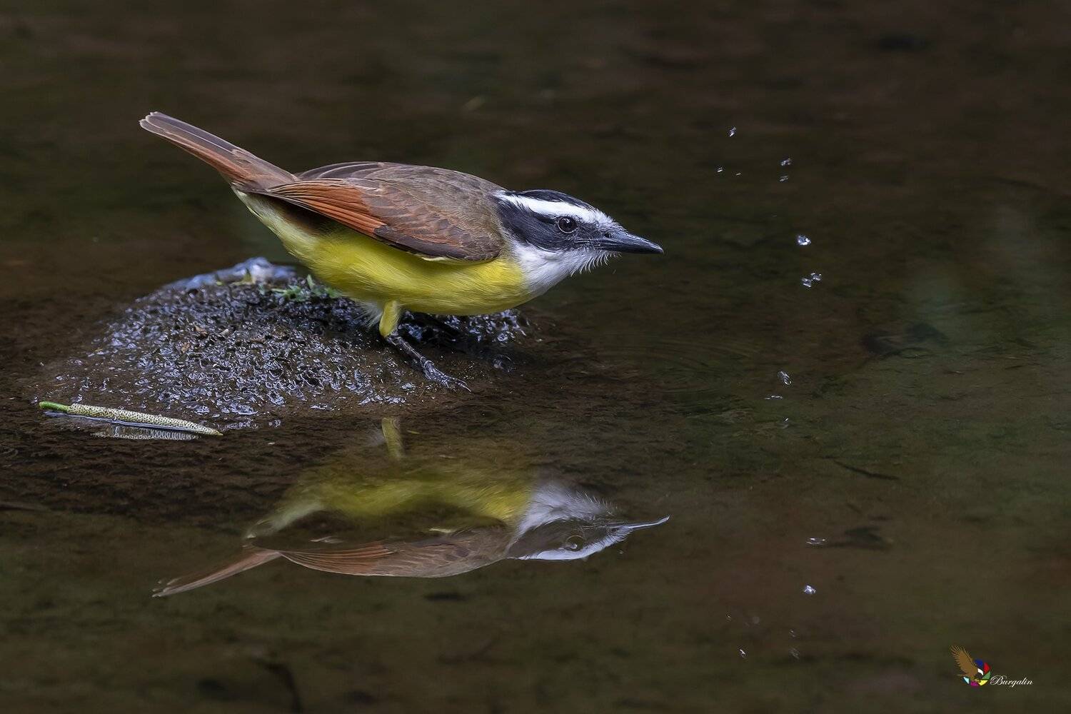 , Fernando Burgalin Sequeira