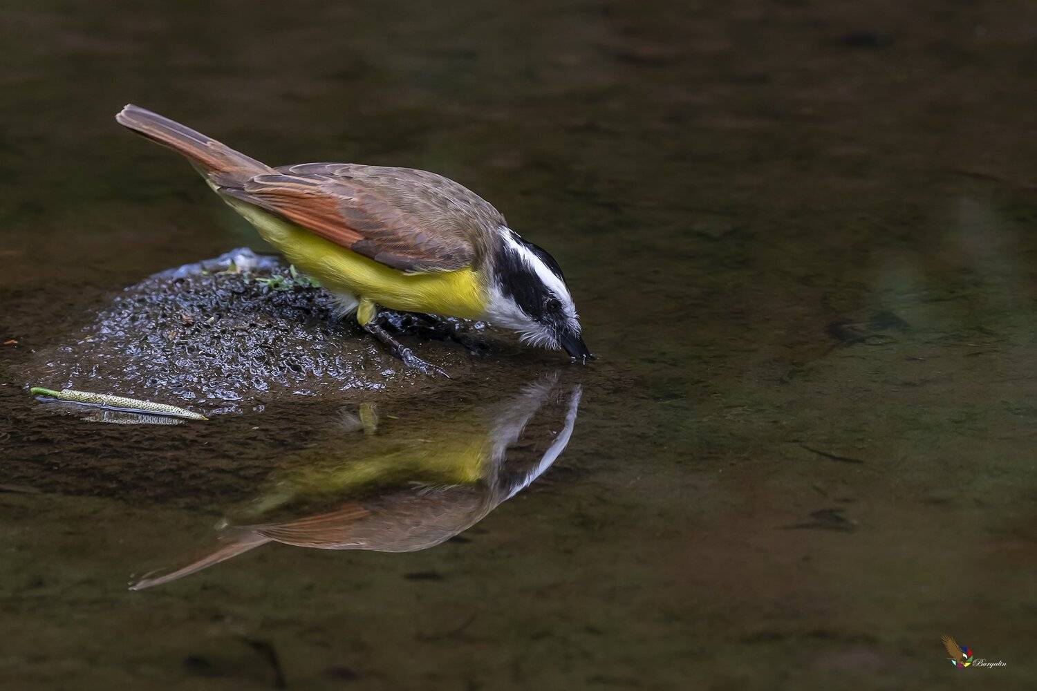 , Fernando Burgalin Sequeira