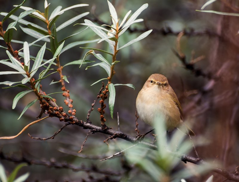 птица, пеночка, пеночка в облепихе.. фото превью