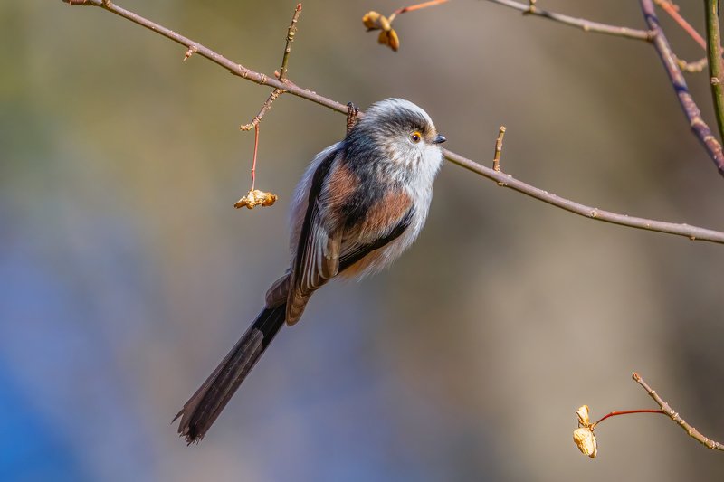 Длиннохвостая синица (Aegithalos caudatus)... фото превью