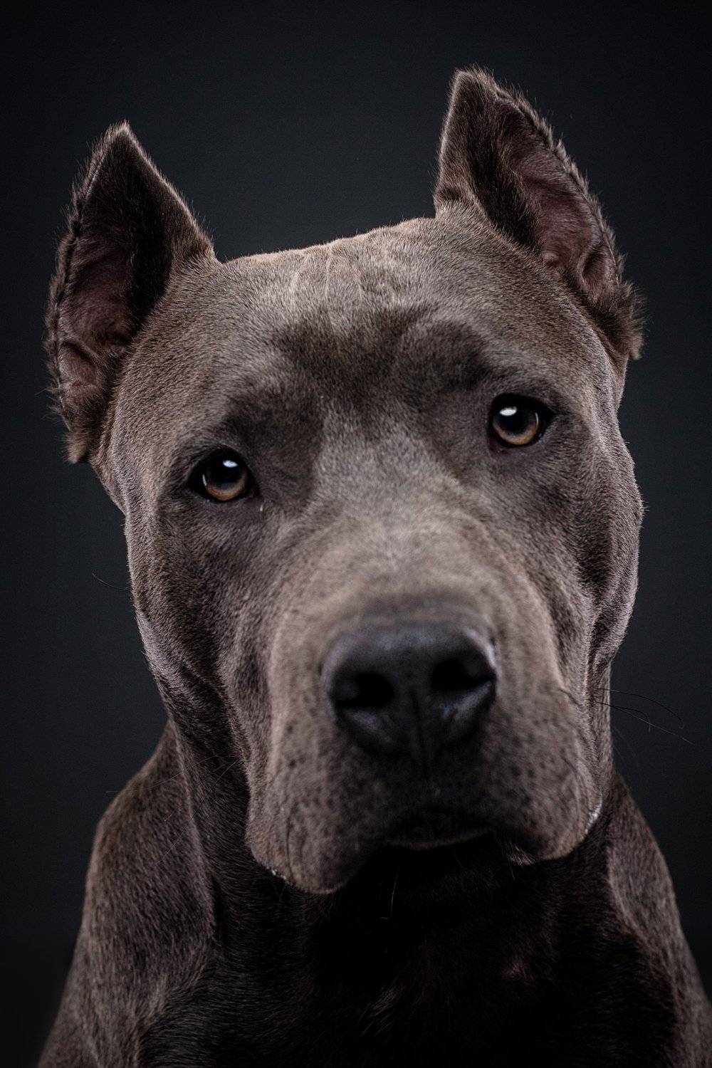 собака, портрет, студия, Евгений Дёгтев