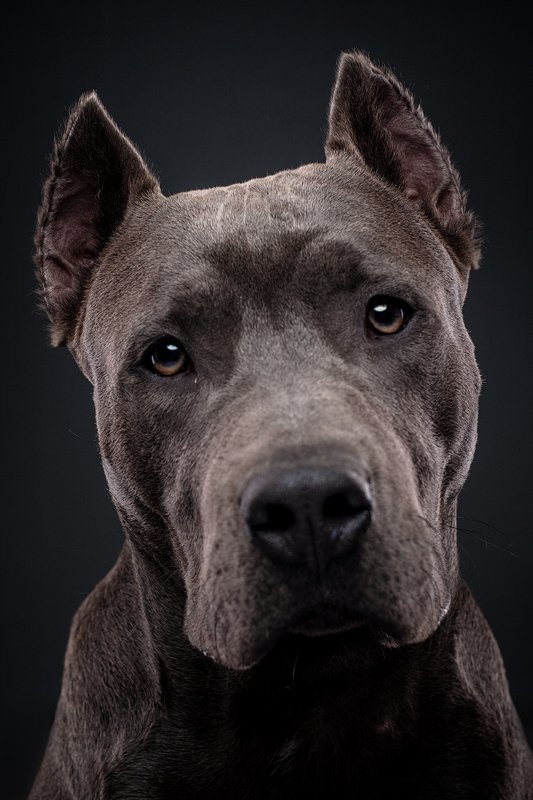 собака, портрет, студия Буч фото превью